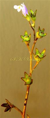  Fruits with persistent calyx